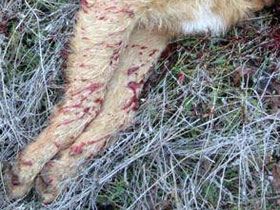 ubijeni pas u nišu