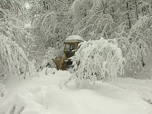 490x370_medvedja-sneg