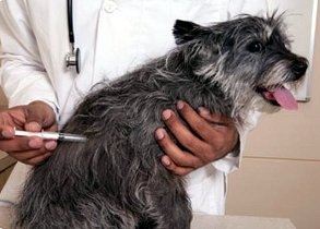 vakcinisanje pasa