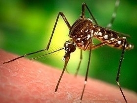 komarac.jpg