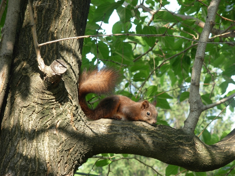 Veverica 
