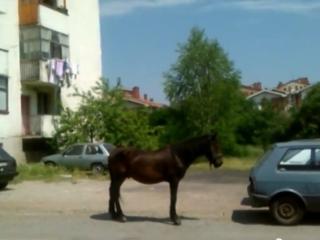 Konj-Triglavska
