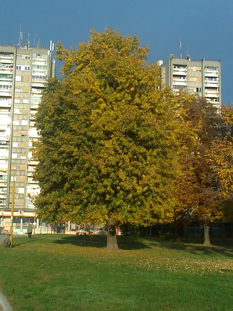 Drvo kod Doma zdravlja u jesen