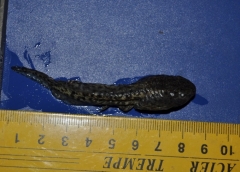 Larva-Pelophylax-ridibundu