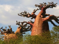 baobabi