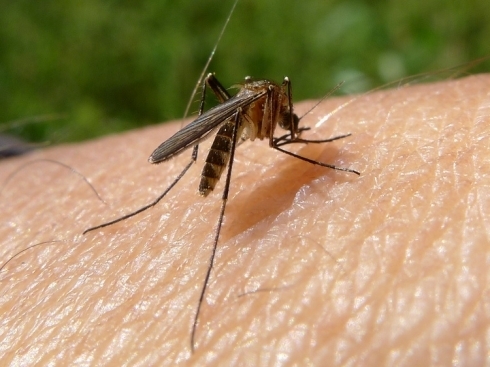 komarac 