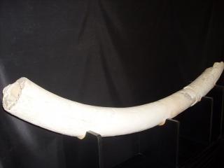 Kljova-runastog-mamuta