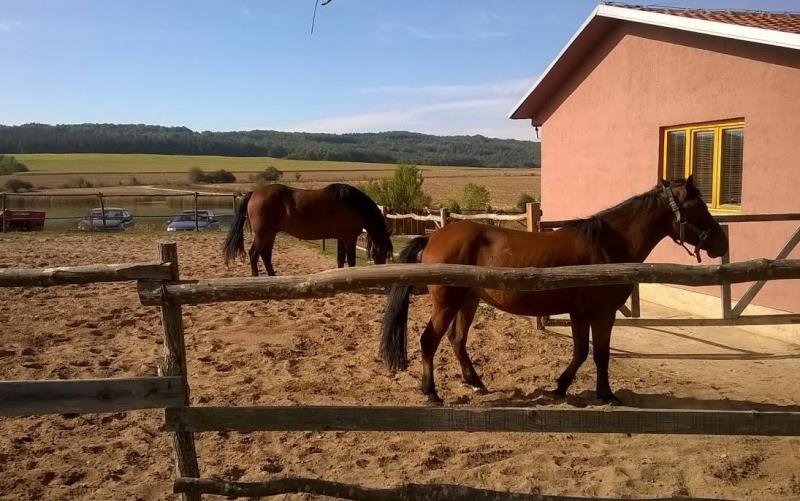 Konji-BIljana-Marinkov