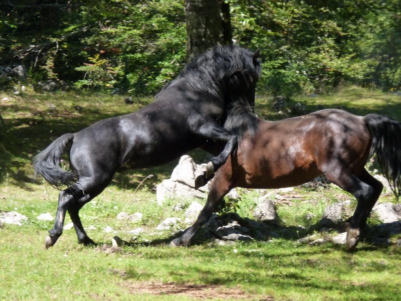 Divlji konji