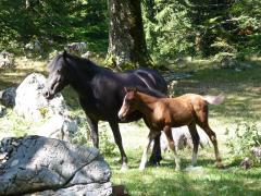 Zdrebe,-kobila,-foto-Jelena-Cosin