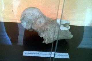 Ramena kost nosoroga pronađena u Sićevu