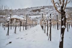 Vinograd-sneg-foto-Vanja-Keser
