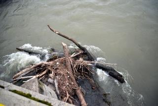 Drvece-ispod-mosta;-foto:-Vanja-Keser