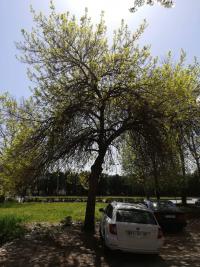 Visoka i savijena stabla sa suvim granama