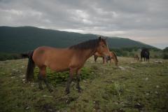 Konji-Vanja-Keser