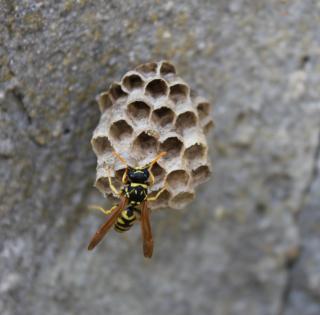 Pčela saće
