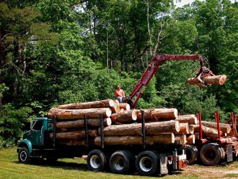 Najveće količina ogrevnog drveta odlazi na sever zemlje