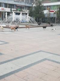 Пси луталице у центру Ниша