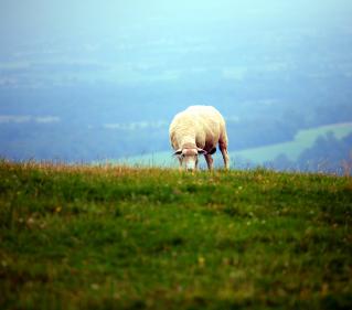 Agroturizam-ovca-ilustracija-flickr-Dave-Stokes