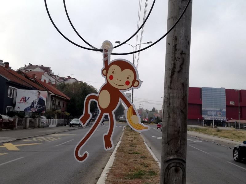 majmun visi sa kabla