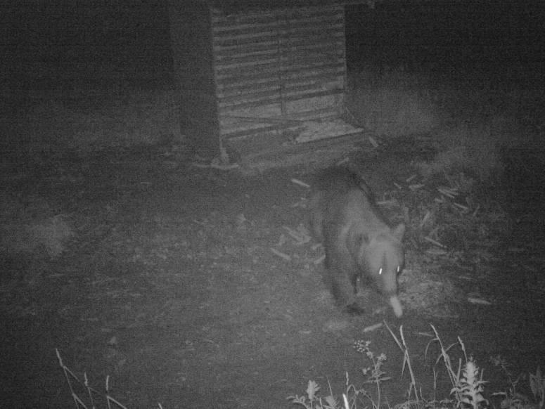 Kamere zabeležile medveda tokom juna