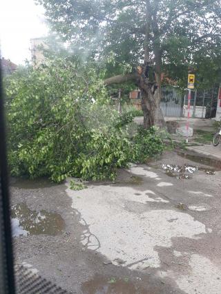 Drvo na putu u centru Lalinca