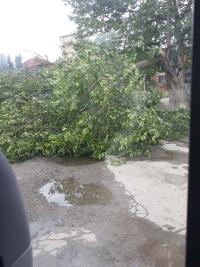Drvo na putu u centru Lalinca