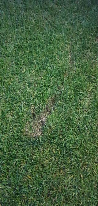 trava oštećena teren stadion Čair