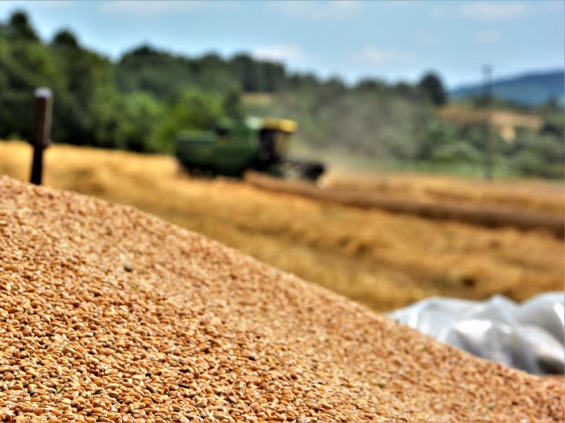 Pšenica poljoprivreda ALEKSANDAR KOSTIC
