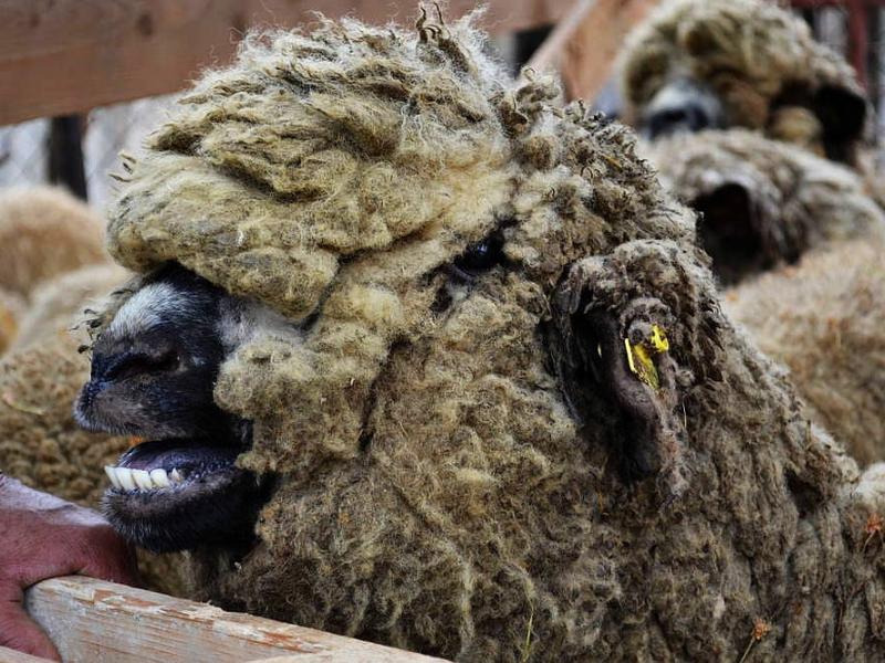 4 ovce foto A. Kostić