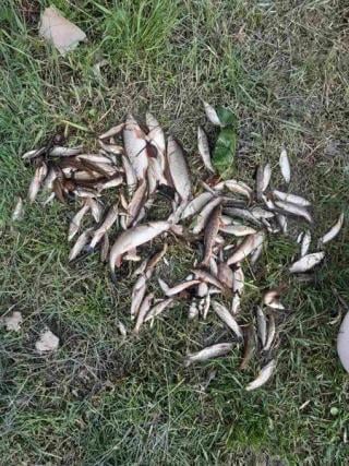 Mrtve ribe