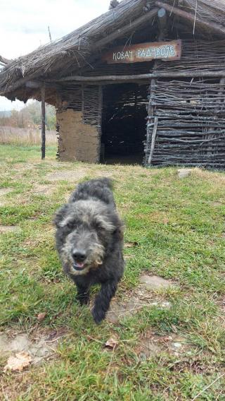 Pločnik pas ispred neolitske kuće