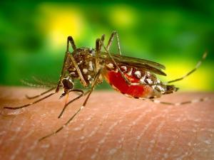 Slika broj 1331167. Prskanje protiv komaraca u sredu i četvrtak u Nišu
