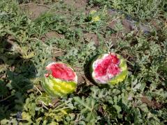 uništene lubenice u Orljanu