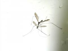 komarci
