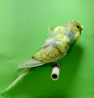 papagaj ptice foto nikola stankovic