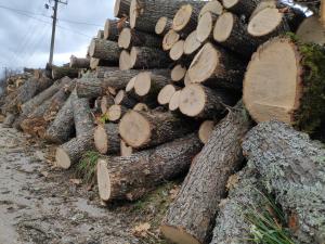 Slika broj 1633738. Inspekcija u Pirotskom okrugu oduzela 150 kubika ogrevnog drveta, otkriveno i 17 neprijavljenih radnika