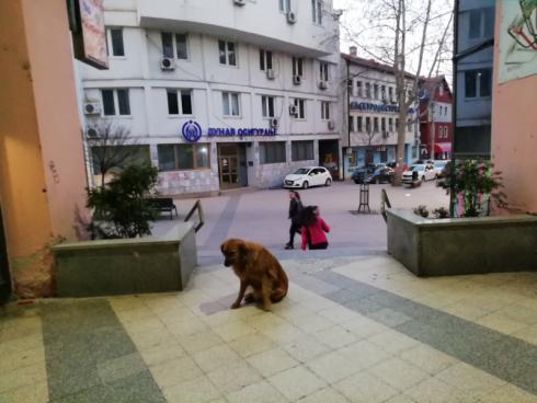 Napušteni pas - Vranje