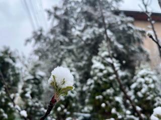 Svrljig sneg u aprilu 2; foto: Aleksandar Kostić