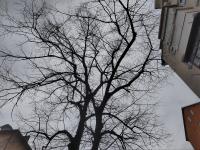 Veliki broj trulih grana koje prete da padnu sa drveta 