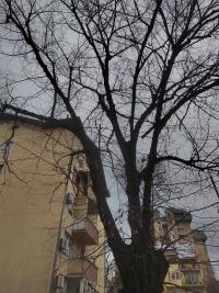Veliki broj trulih grana koje prete da padnu sa drveta 