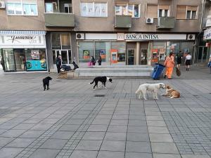 Nišlijka koja je pokrenula peticiju predložila i mere za sklanjanje pasa sa ulica