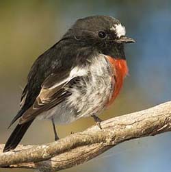 480px Petroica boodang Meehan Range 1 crop