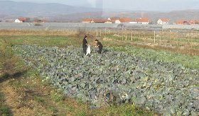 Poljoprivredna okolina Leskovca