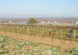 Poljoprivreda njive plastenici 3