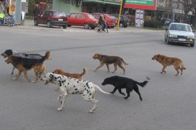 leskovac psi lutalice