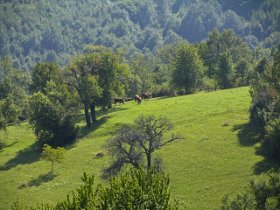 medvedja sijarina selo