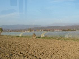 leskovac poljekukuruza