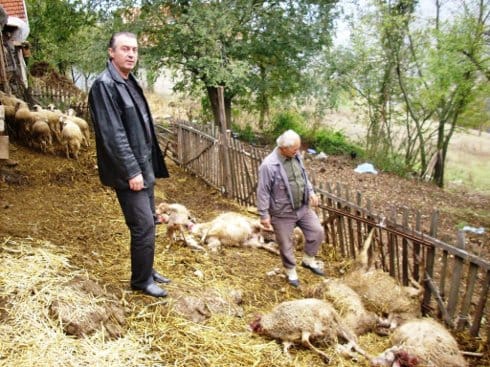 Vukovi pojeli stado 8 kursumlija vuk pojeo stado