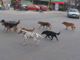 leskovac psi lutalice